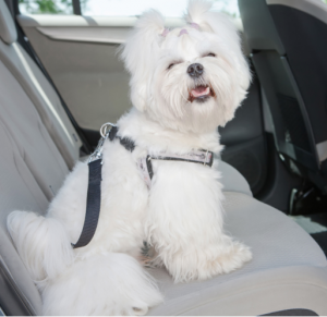 6 ways to travel safely with your dog