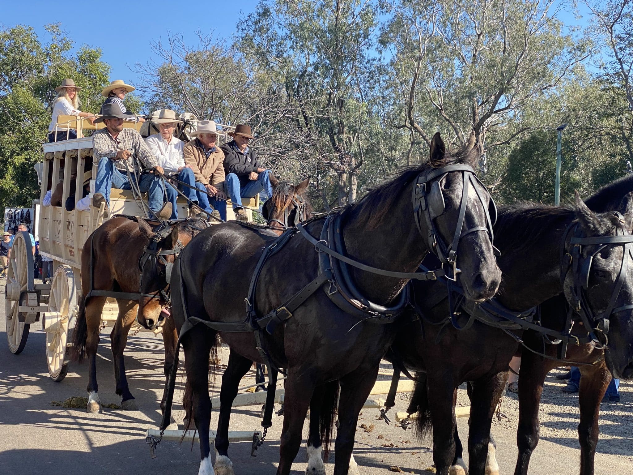 Cobb Co Centenary Queensland: A Historic Journey What #39 s Up Downunder Cobb Co Centenary Queensland: A Historic Journey What #39 s Up Downunder