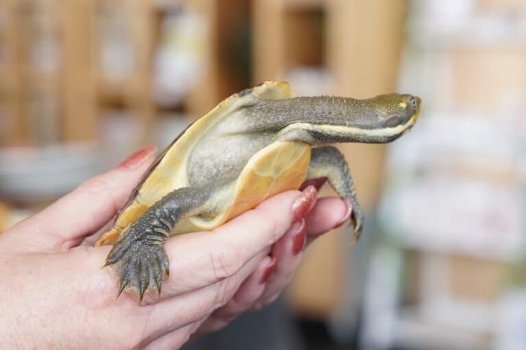 A person gently holding a small, native freshwater turtle at Banrock Estate.