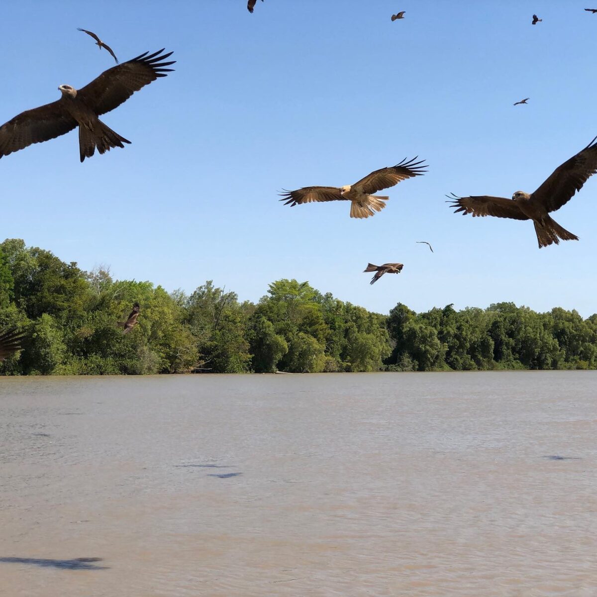 Birdspotting Sea Eagles, a predator for baby crocodiles