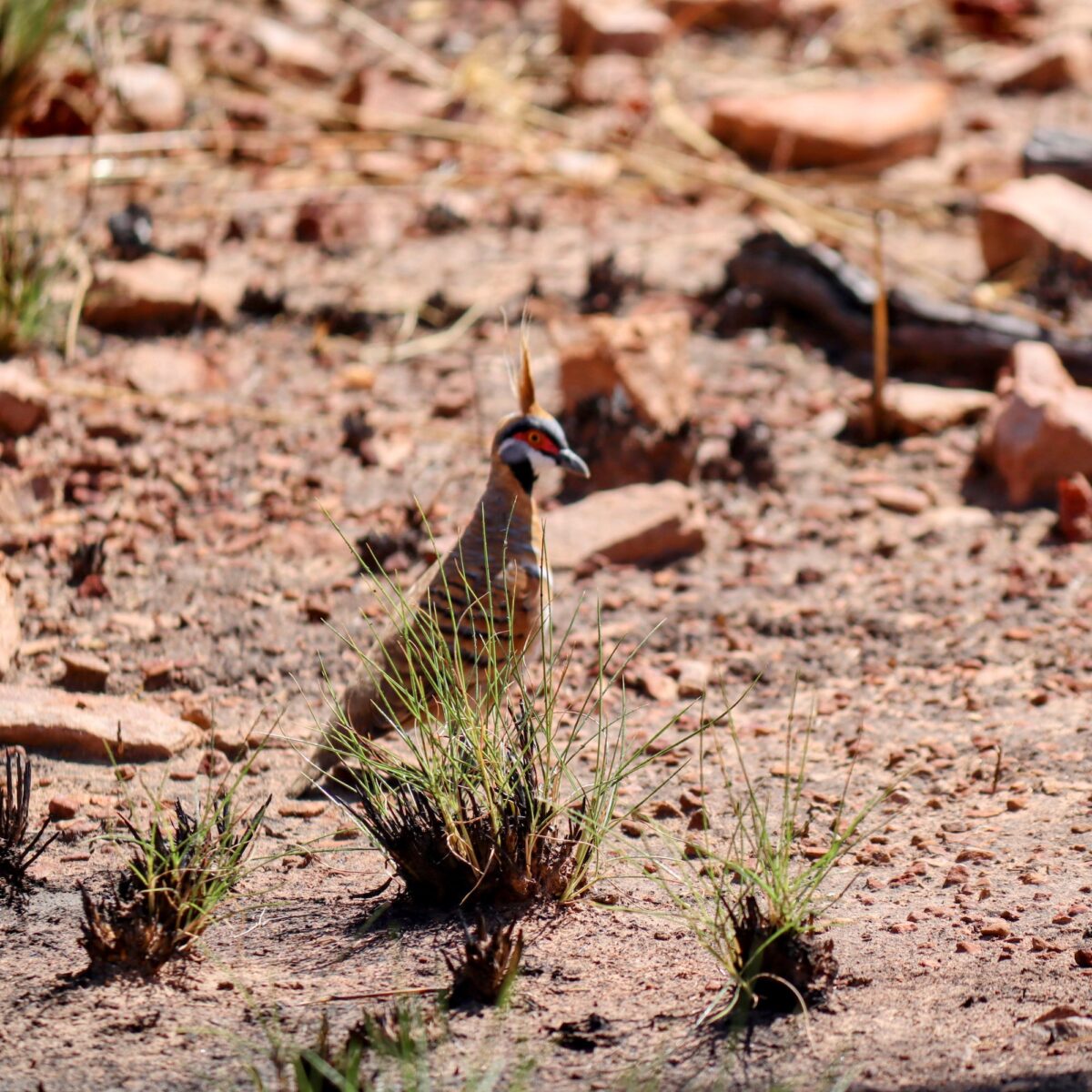 A spinifex pigeon behind a small tuft of spinifex at the Wuggubun Aboriginal Community Campground