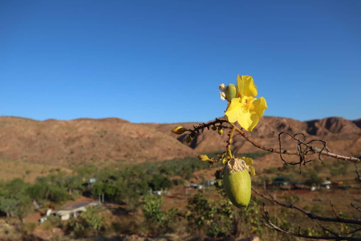 A close-up of a mature bloom from the yellow kapok ornamental plant in the Wuggubun Aboriginal Community Campground