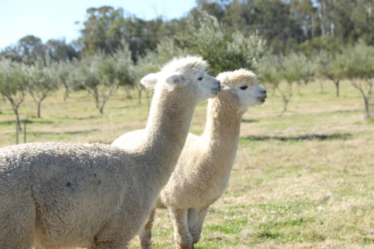 Touring Coolmunda Olives