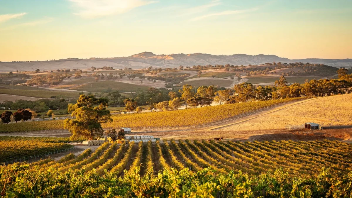 Vineyards rolling across the Barossa Valley in South Australia during summer