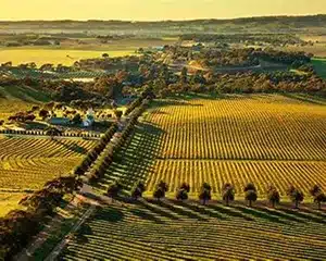 Barossa Valley vineyards and wine region in South Australia