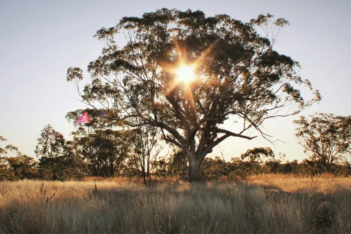 australian bush outback tree with sun shining through