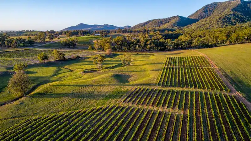 Golden hour aerial view of vineyard rows in a lush green valley, representing autumn food and wine touring destinations like the Hunter Valley.