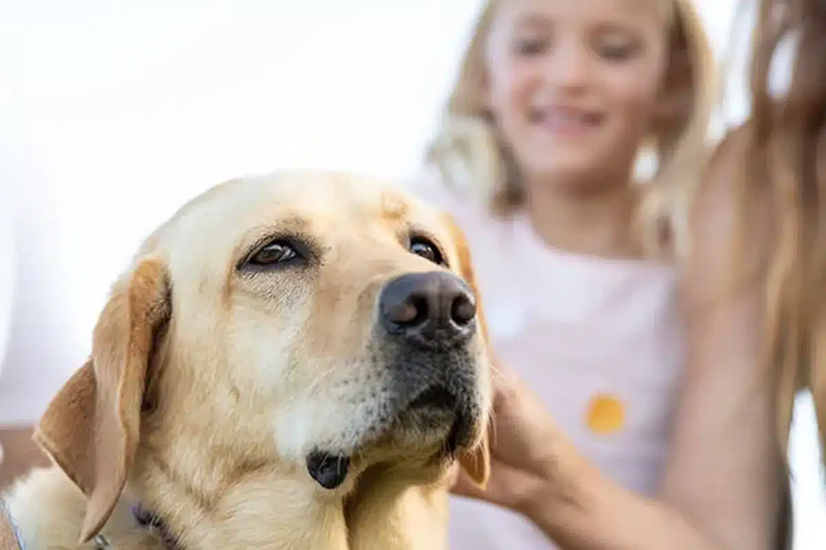 Golden Labrador with a young girl at a pet-friendly NRMA holiday park representing the dog-friendly caravan sites at Woodgate Beach