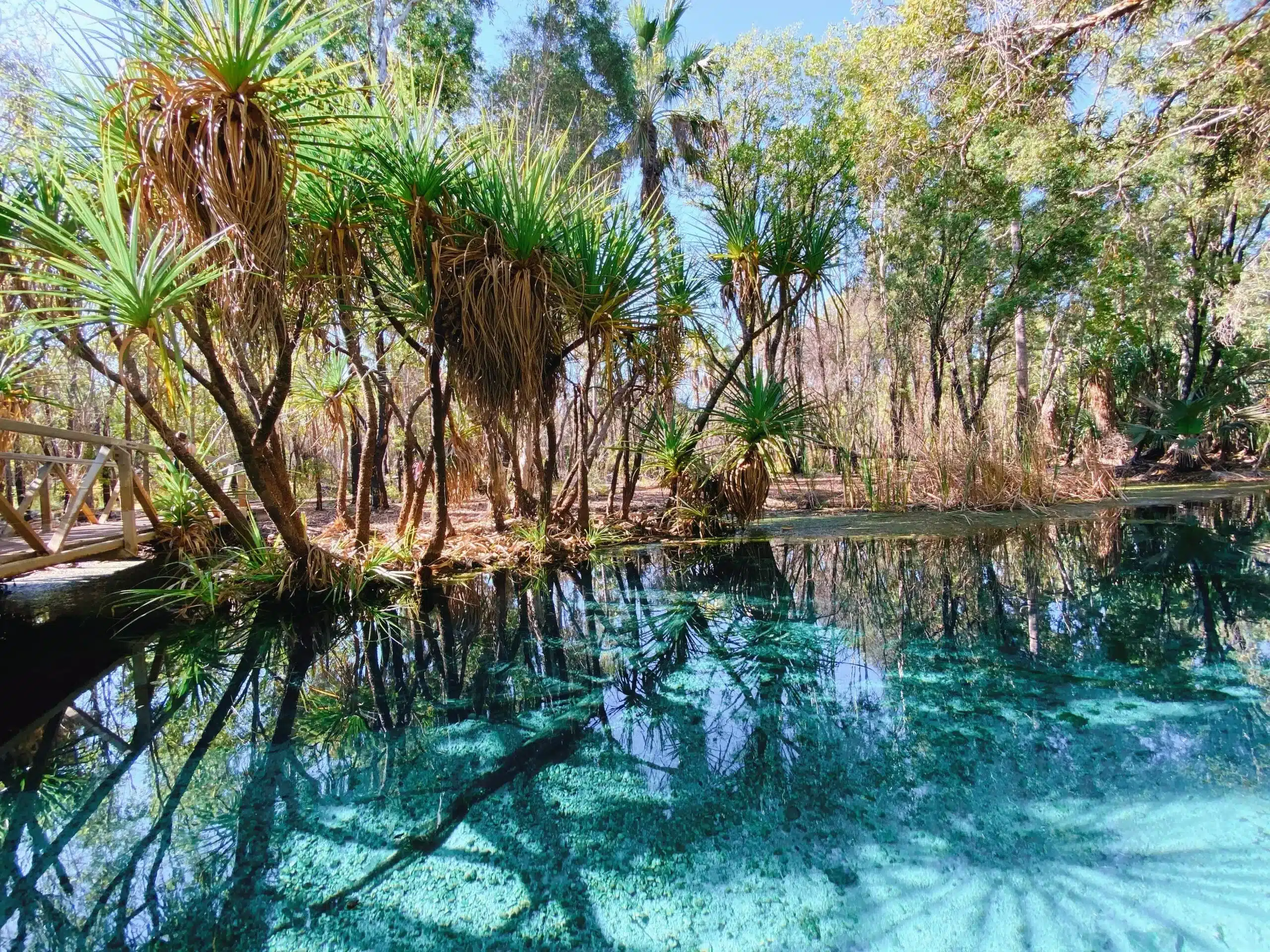 Crystal clear turquoise water at Bitter Springs surrounded by pandanus palms, Mataranka NT