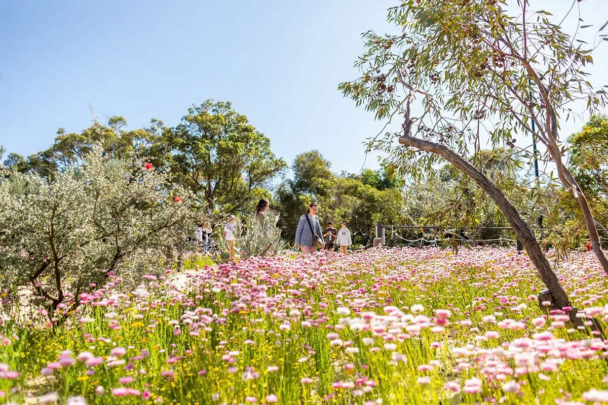 Visitors walking along a sunny path surrounded by a massive display of pink everlasting daisies and native trees in a park.