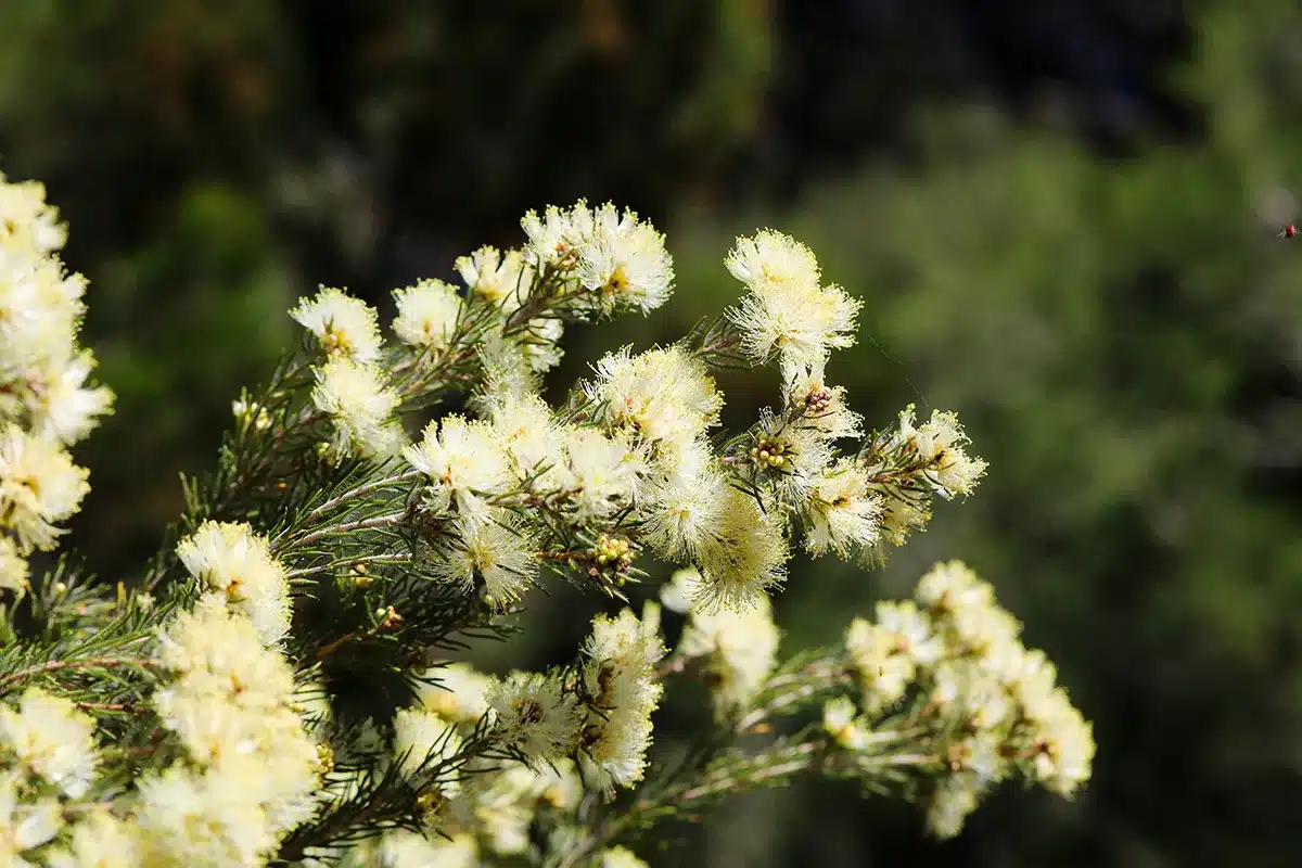 A close-up of a native Western Australian shrub featuring fluffy, pale-yellow, brush-like blossoms.