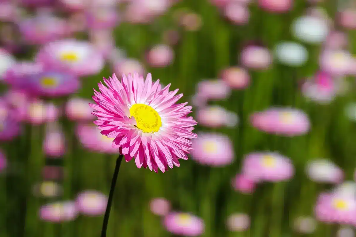 A close-up of a single bright pink everlasting daisy with a yellow center, standing out against a softly blurred background of a pink flower field.