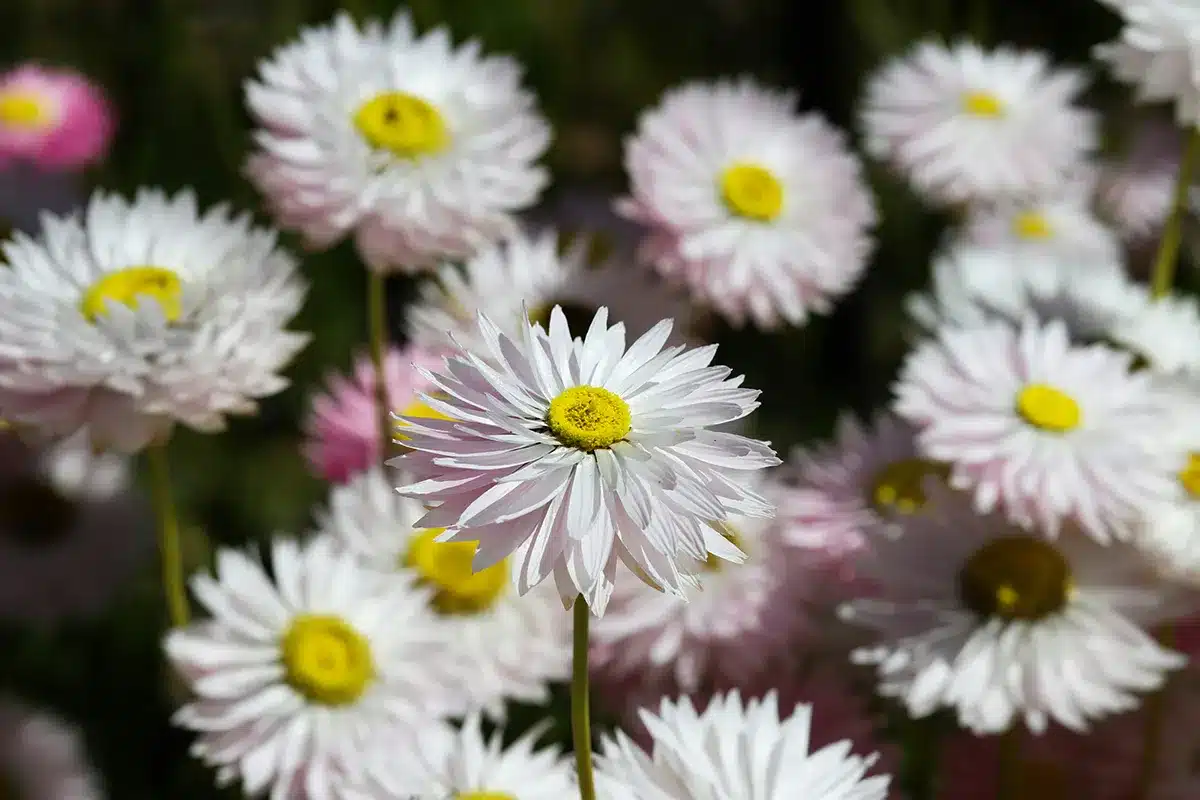 A vibrant cluster of white everlasting daisies with bright yellow centers soaking up the sunshine.