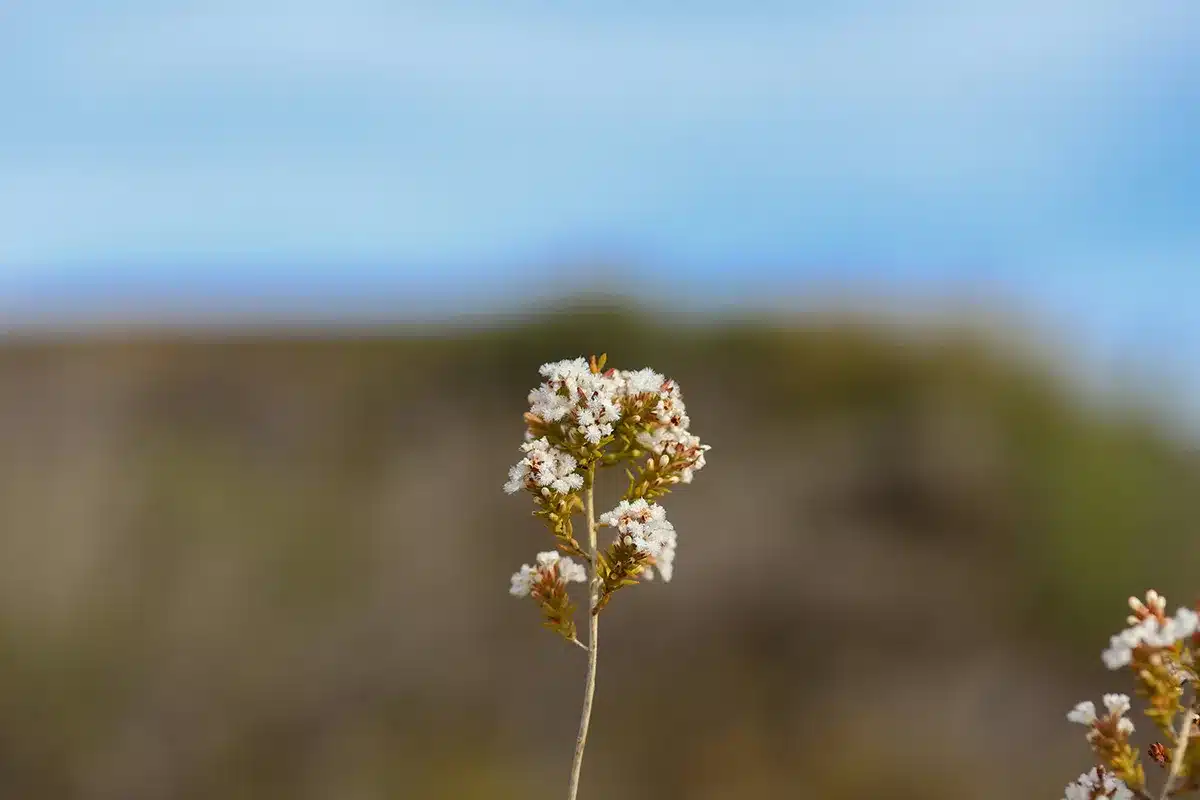 A single delicate stem bearing tiny white flowers, contrasting against a softly blurred dry landscape and blue sky.
