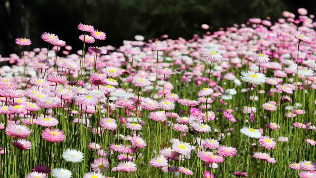 wa-flower-season-york-national-park A sprawling, dense field of vibrant pink and white everlasting daisies blooming in a natural landscape.