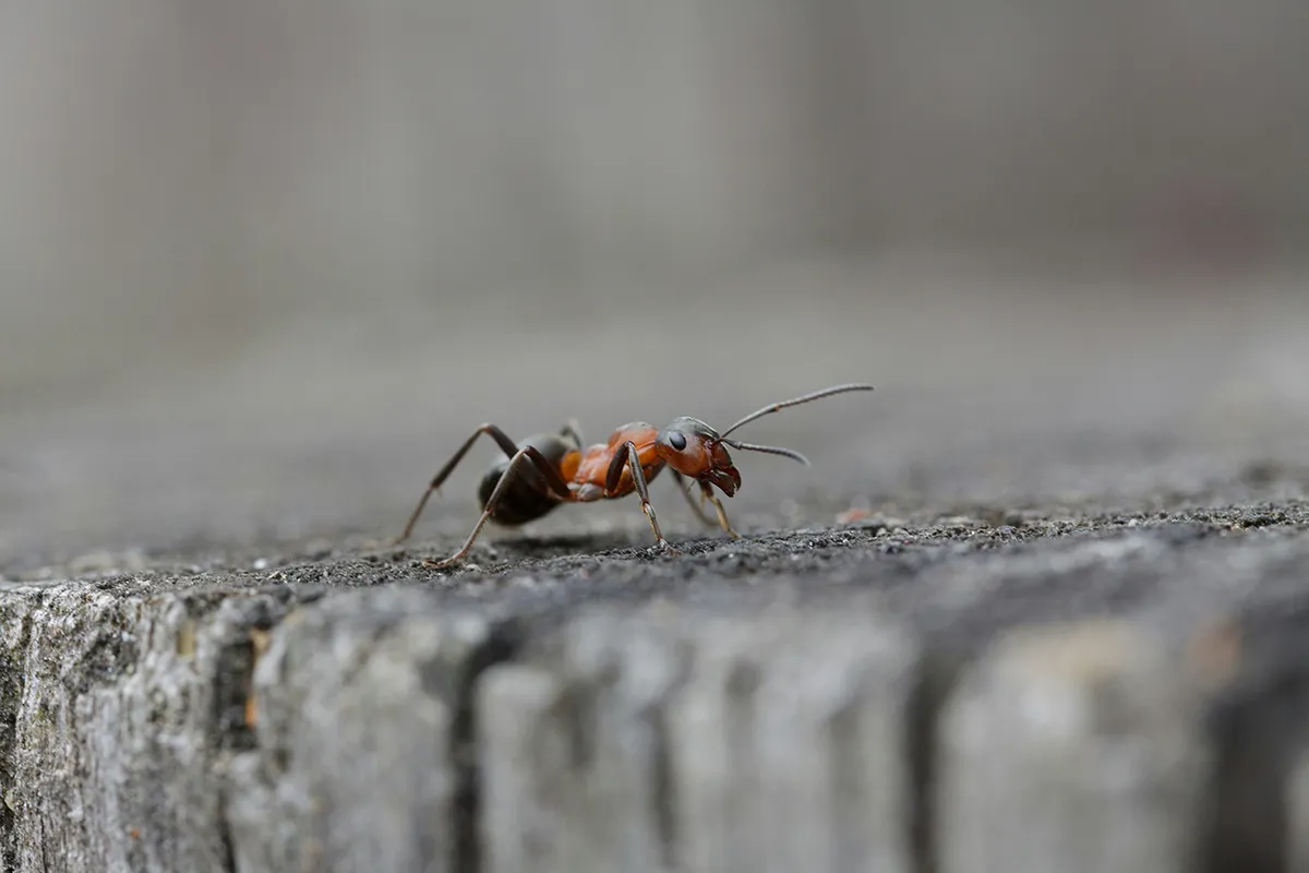 Close-up of a red and black ant on weathered timber