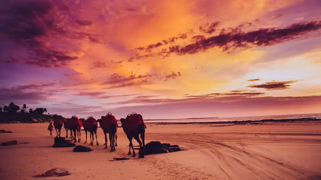 camels-cable-beach-broome-sunset Line of camels with riders walking along Cable Beach in Broome under a red and orange sunset sky