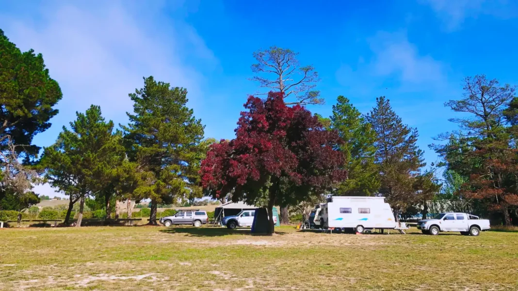 Caravans and utes on a grassy caravan park with a red-leafed tree among tall pines