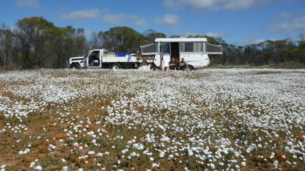 Ute and camper trailer set up beyond a field of white everlasting daisies under a blue sky