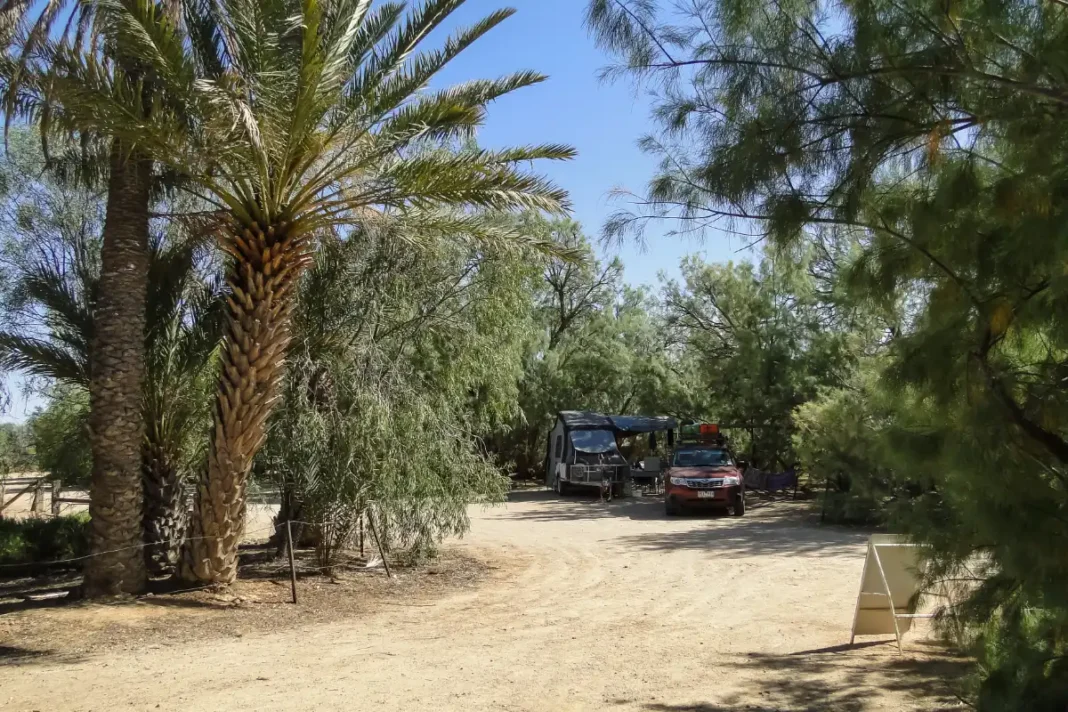 A camper and a four-wheel drive parked among date palms and trees at the Coward Springs camping area in outback South Australia