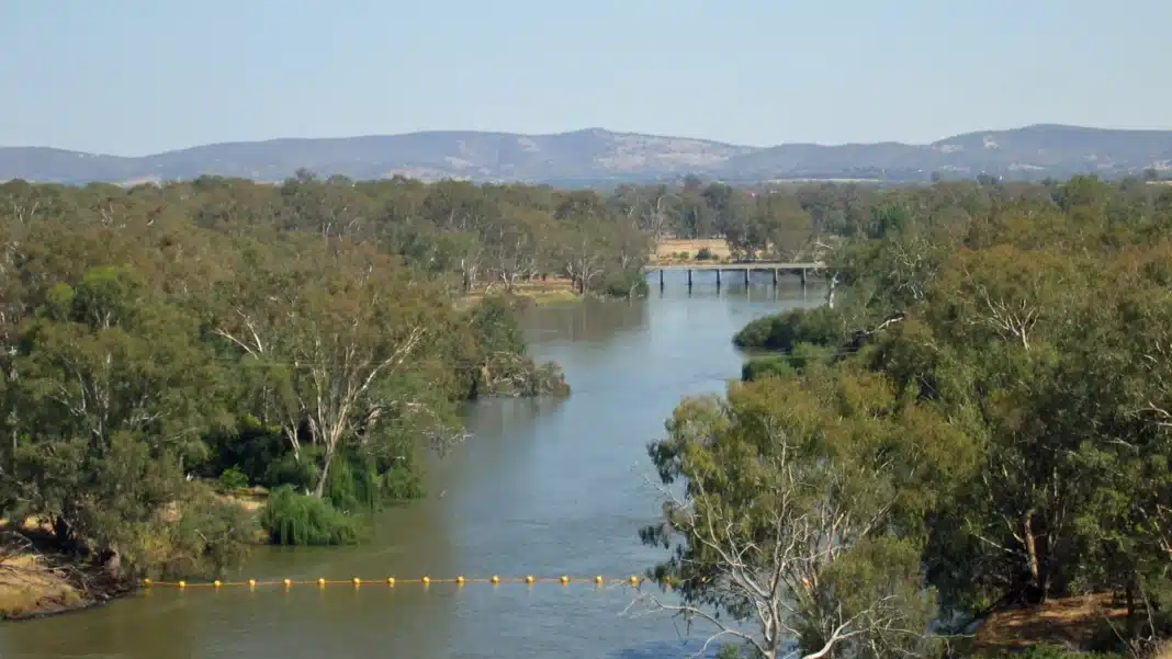 The Murray River winding away below the Hume Weir near Albury, with forested banks and hills on the horizon