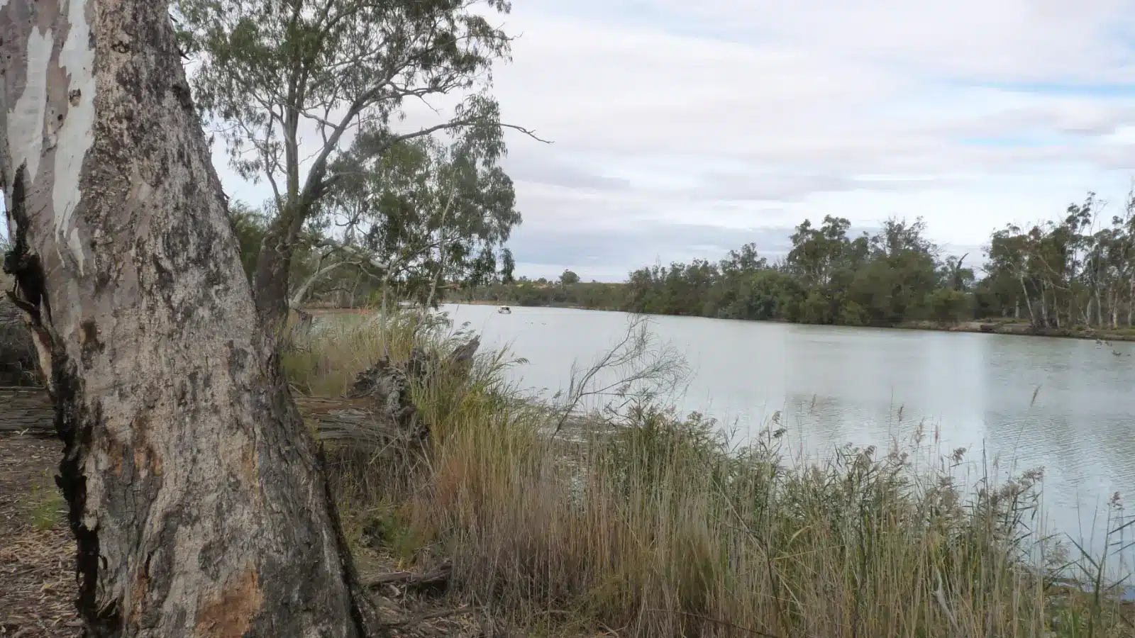 Thick river red gum trunk on the bank of a wide, calm Murray River at Renmark in South Australia
