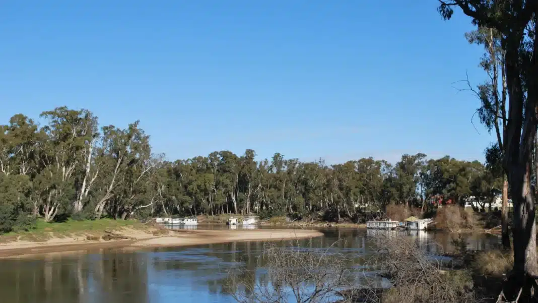 Sandy river beach and moored houseboats on a calm stretch of the Murray River at Cobram, lined with river red gums